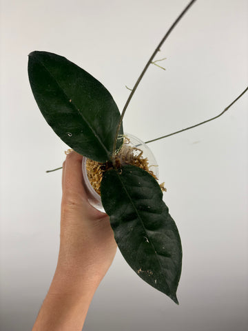 Hoya versteegii 1