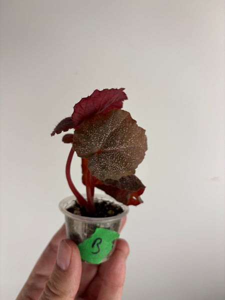 Begonia Robin B