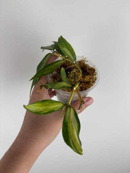 Hoya polyneura inner variegated full plant