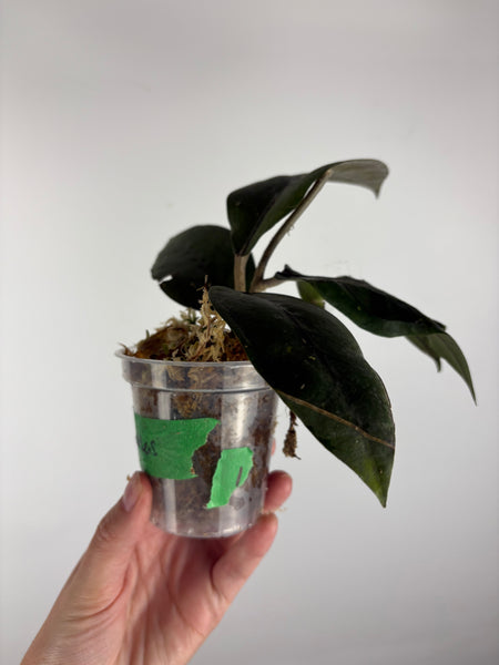 Hoya sp aceh air suri 1