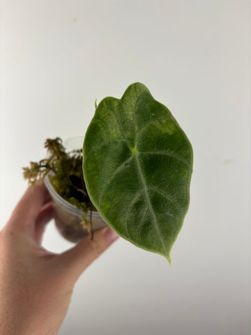 Alocasia prince of curup 1