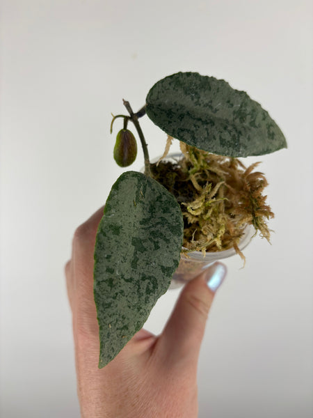 hoya caudata silver B