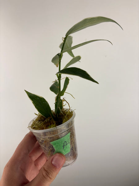hoya polyneura outer variegated A
