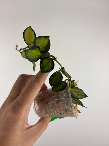 Hoya lacunosa queen midori 2