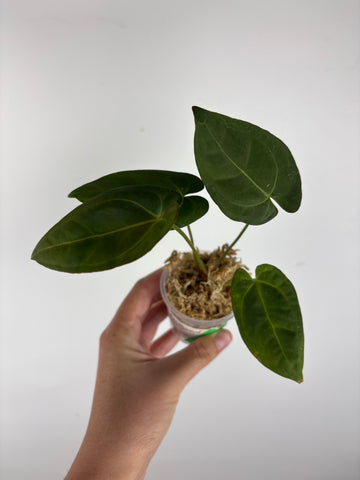 Anthurium Fort Sherman x legend 4