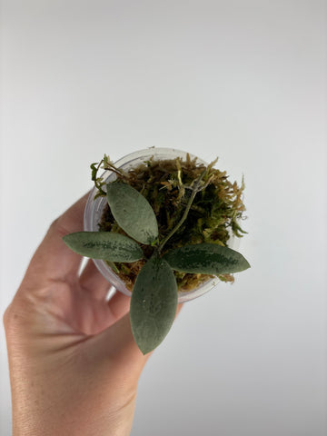 Hoya sp. Kalimantan ('Mini Coin' silver) 4