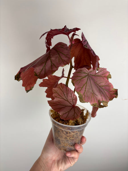Begonia Lamoon big size (Thailand)