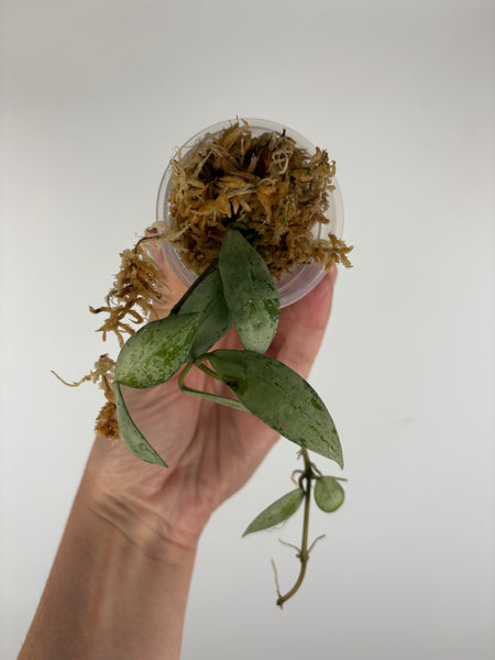 Hoya lacunosa sulcata 10
