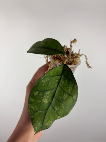 Hoya Clemensiorum Borneo splash 4