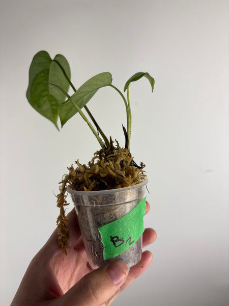monstera siltepecana el salvador B2