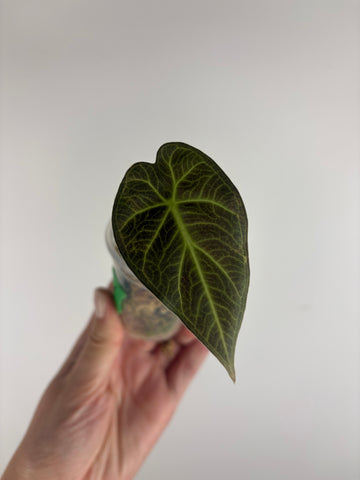 Alocasia regal aurea baby 1