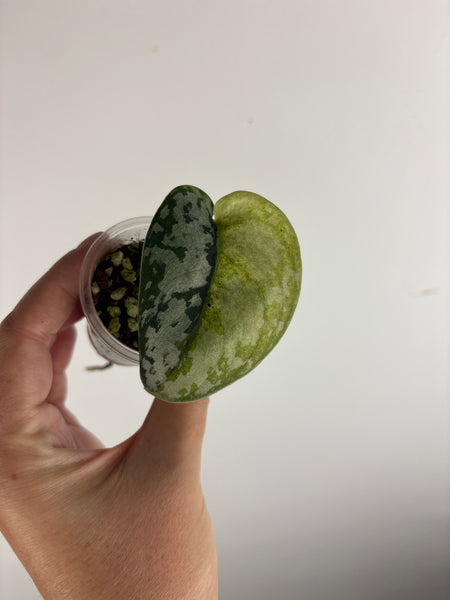 scindapsus maharlika