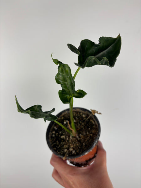 Alocasia teletubbies 4 inch