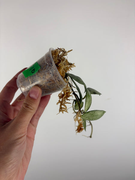 Hoya lacunosa sulcata 10