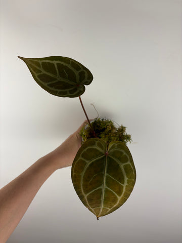 Anthurium silver blush x red crystal 4