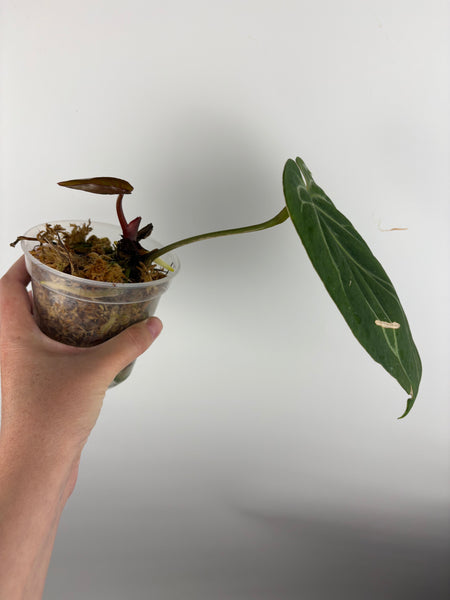 Anthurium king of spades butterfly