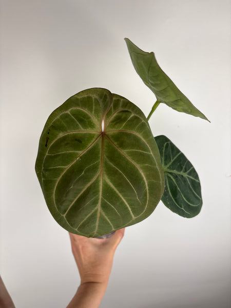 Anthurium king of spades I large