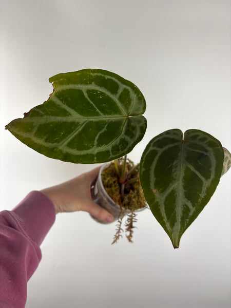 Anthurium silver blush x red crystal 1