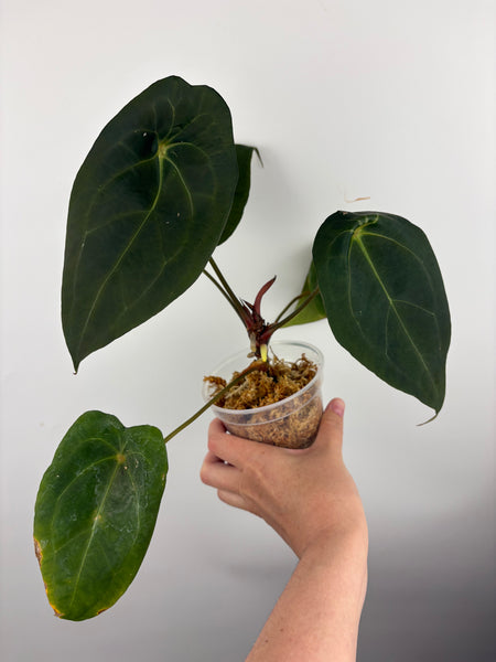 Anthurium Red spider A