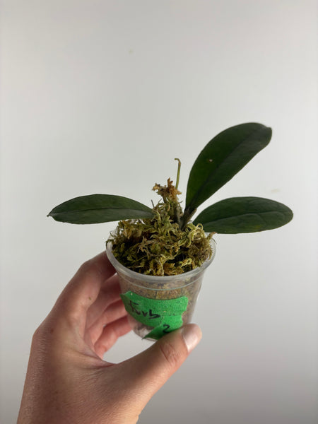 Hoya aff forbesii silver 2