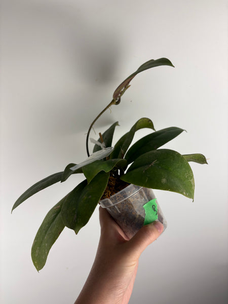 Hoya Mitrata purple B
