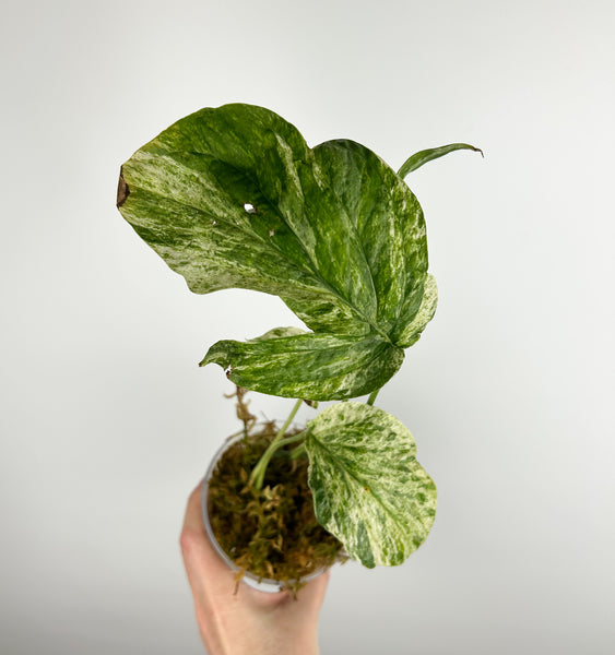 monstera amydrium variegated