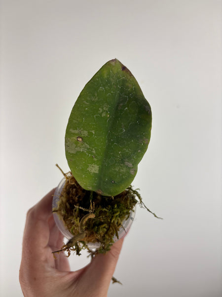 Hoya Mitrata purple