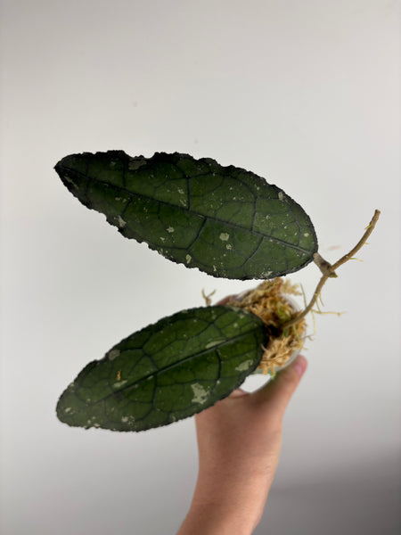 hoya clemensiorum black D
