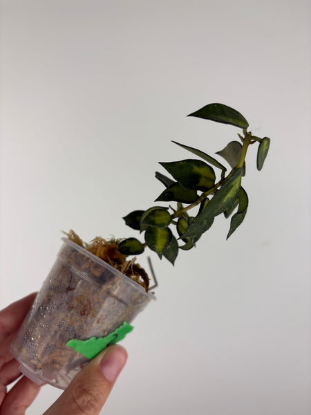 Hoya lacunosa golden flame 2