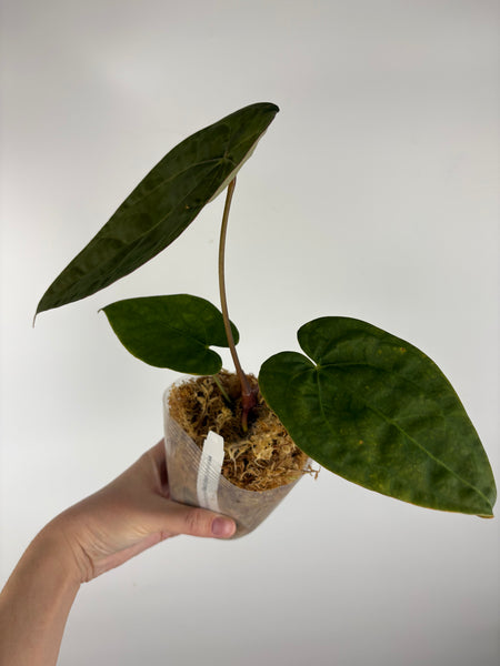 Anthurium magnificum x red dark phoenix