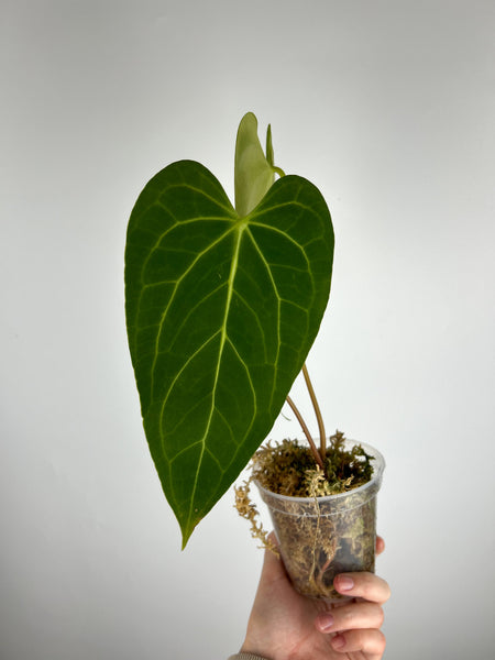 Anthurium Green mamba C