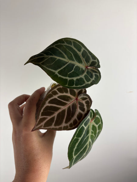Anthurium red crystal x black crystal B
