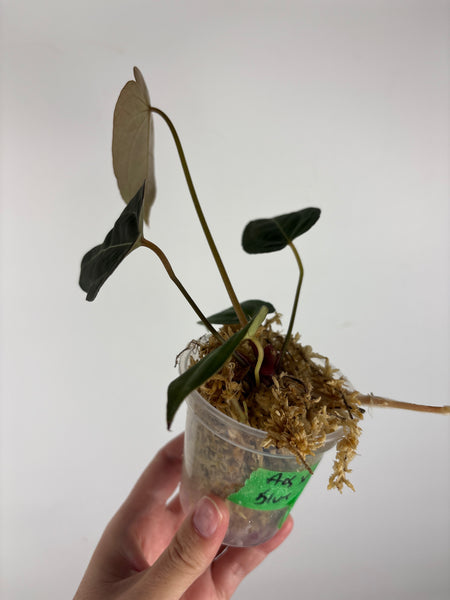 Anthurium AOS x blue papi 6