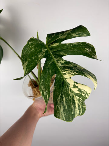 Monstera albo 4