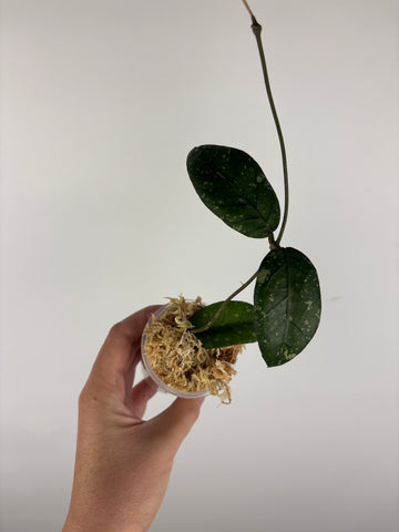 Hoya sp aceh gayo lues 3