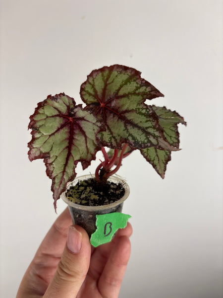 begonia robert golden