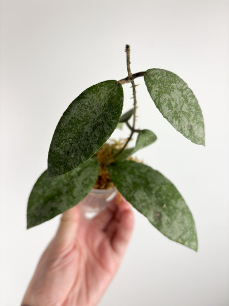 hoya caudata sparkling snow