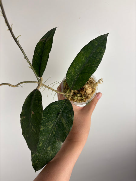 hoya Sp aceh ar11 A2