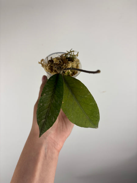 Hoya aceh dragons egg A