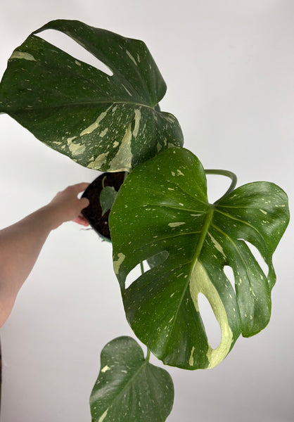 Monstera Thai constellation 6 inch A