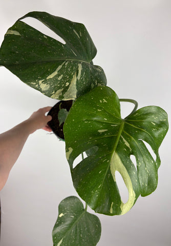 Monstera Thai constellation 6 inch A