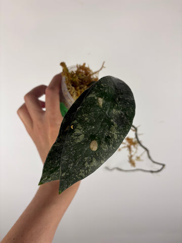 Hoya rundumensis splash 3