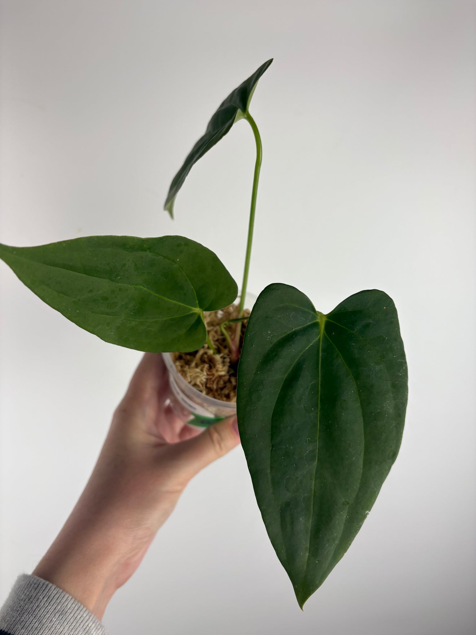 Anthurium Chimera x black sweet A
