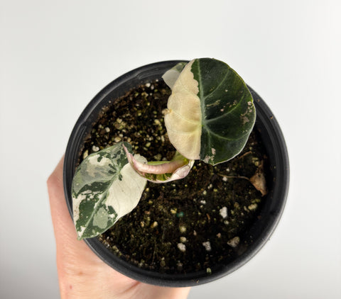 Alocasia Black Velvet variegated B