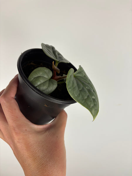 Anthurium Luxurians silver 4 inch