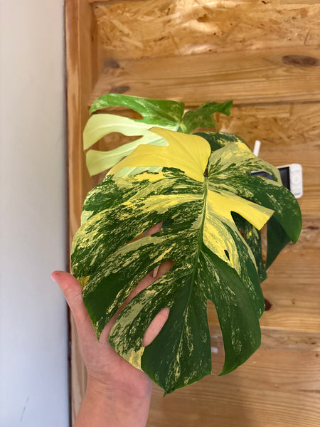 Monstera Pompom - large plant