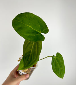 Anthurium Hoffmannii red sinus x Fort Sherman C