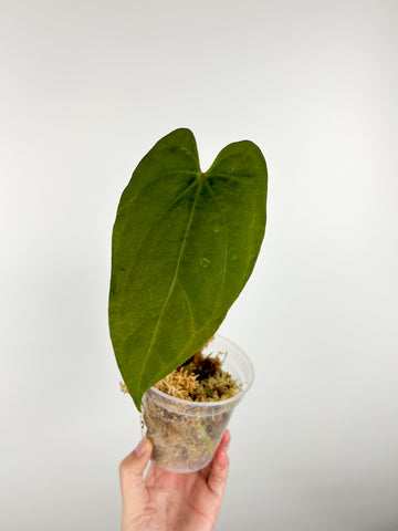 Anthurium bison D as is