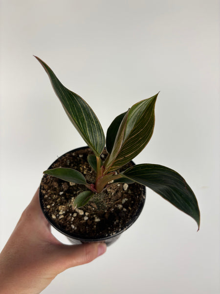 Philodendron Birkin Pink 4 inch