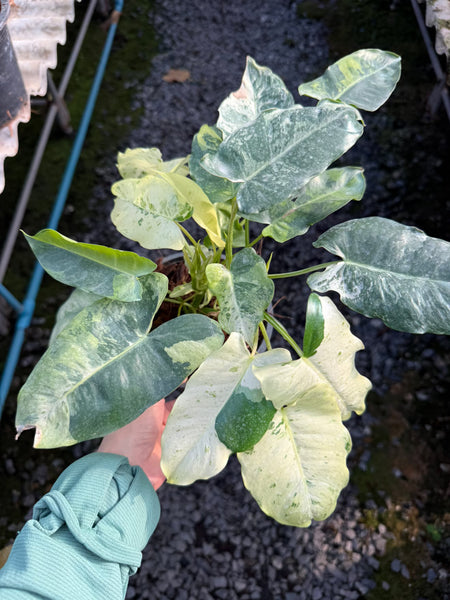 Philodendron burle marx snow white